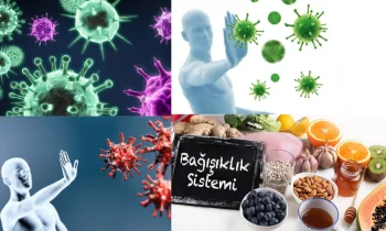Bağışıklık Sistemi Nedir ve Nasıl Çalışır?